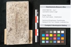 Foto (Objekt + Etikett) von Laurinastrum dubium Unger (NHMW-GEO-2024-0188-8136)